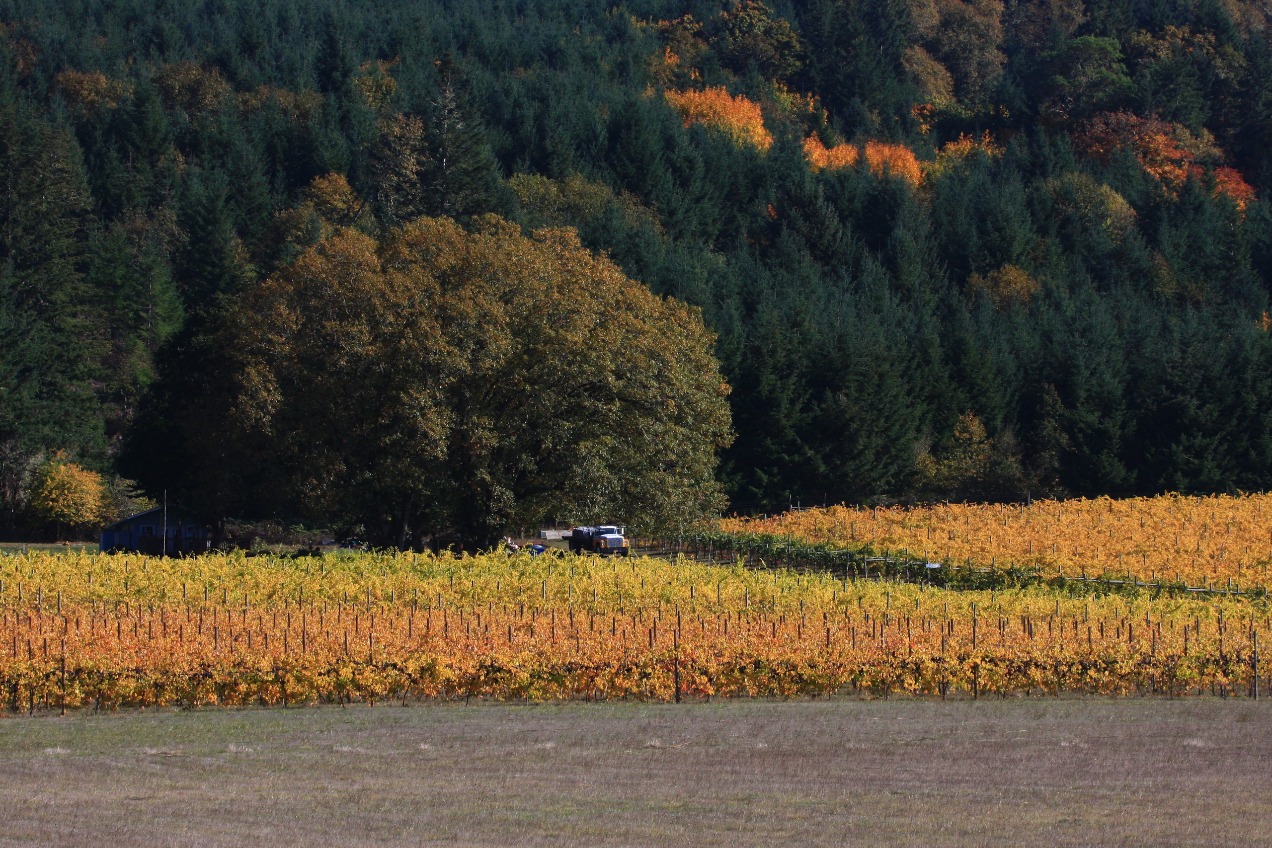 Bradley Vineyards Tasting Room