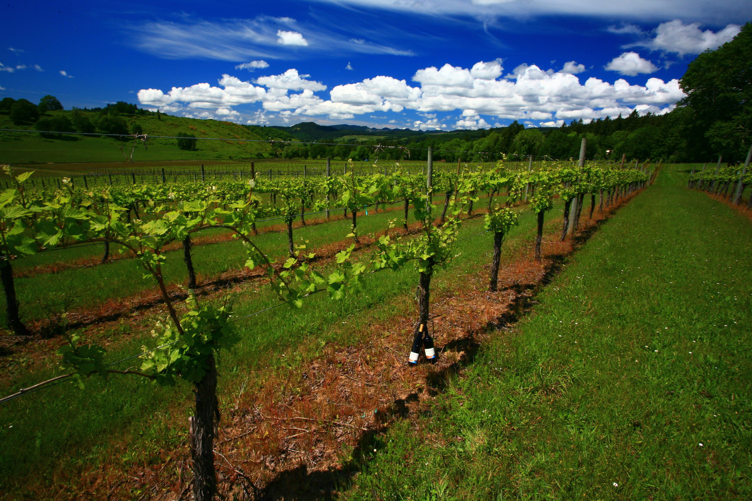 Bradley Vineyards Tasting Room