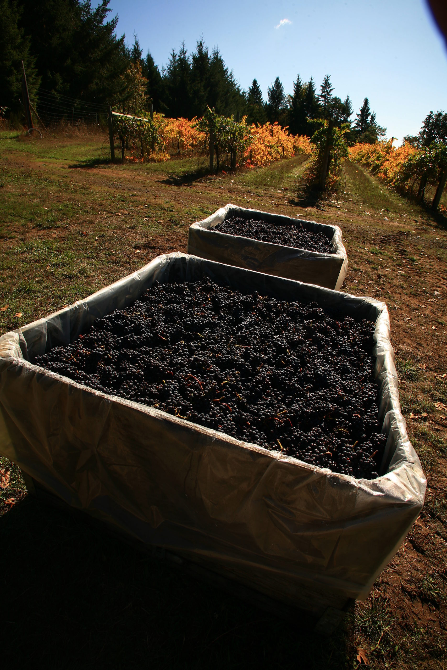 Bradley Vineyards Tasting Room