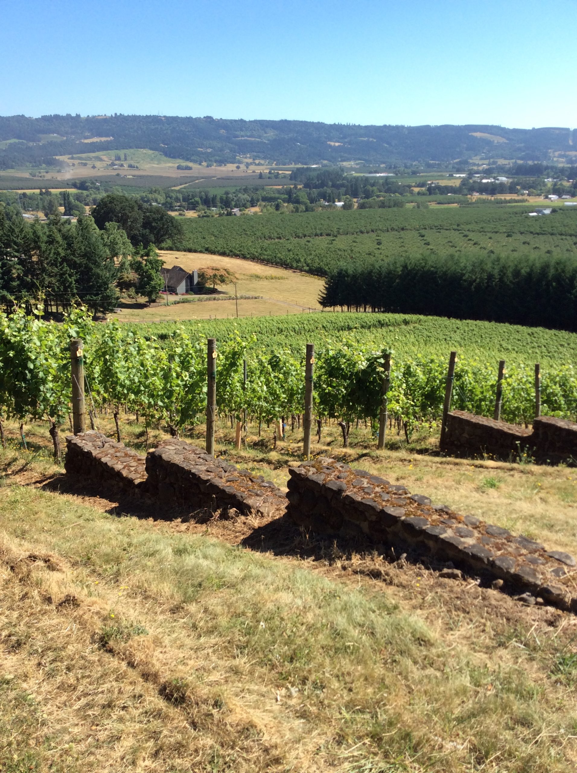 Anderson Family Vineyard