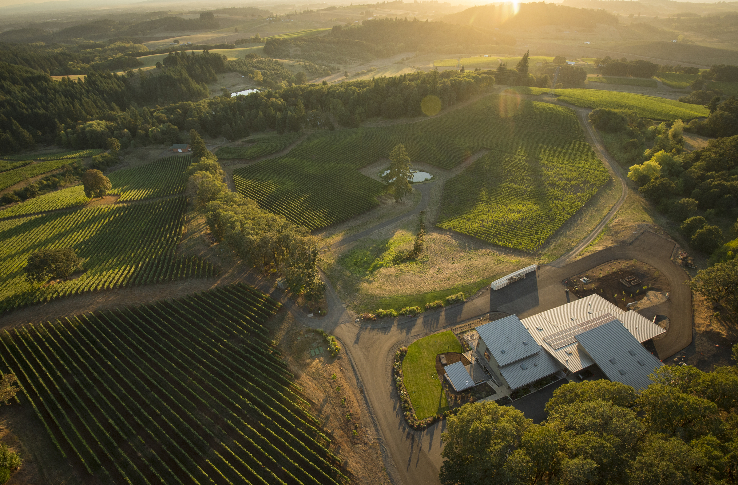 Alexana Winery Vineyard