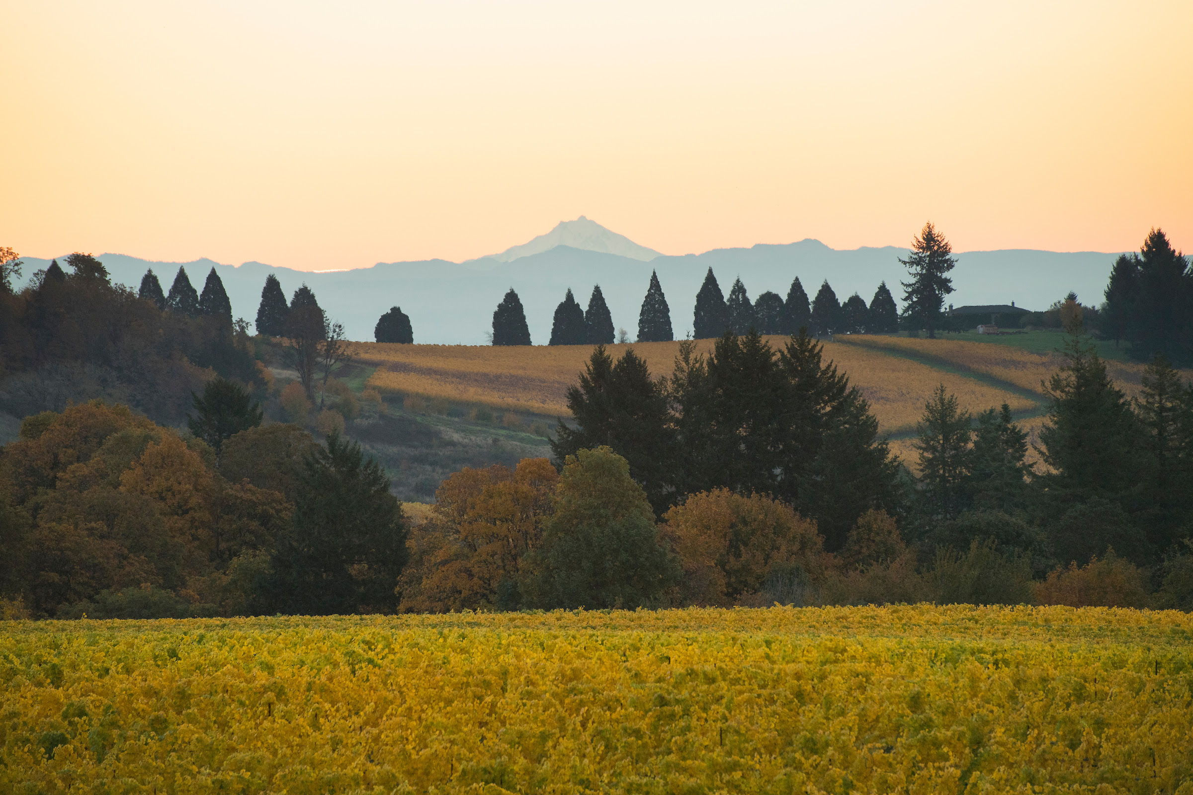 Bethel Heights Vineyard