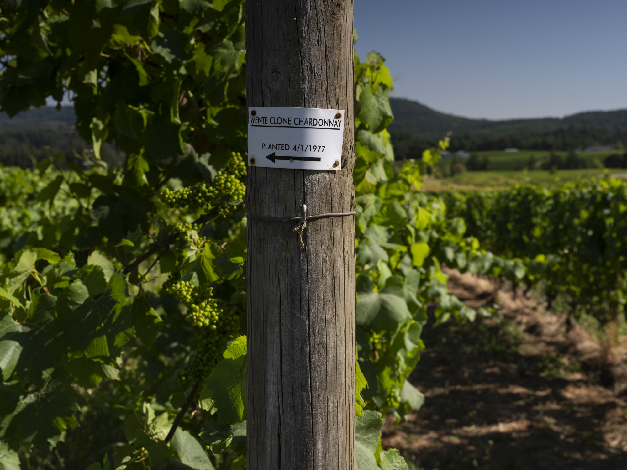 Oregon Chardonnay