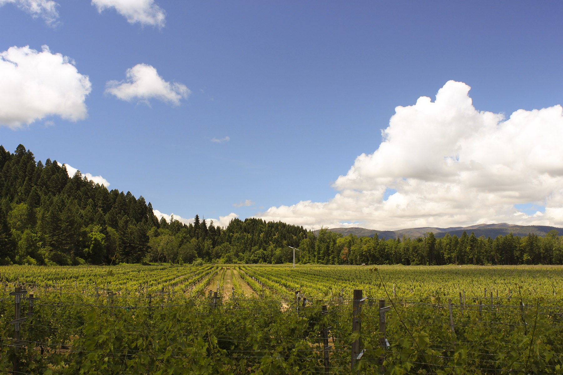 Foris Vineyards Winery