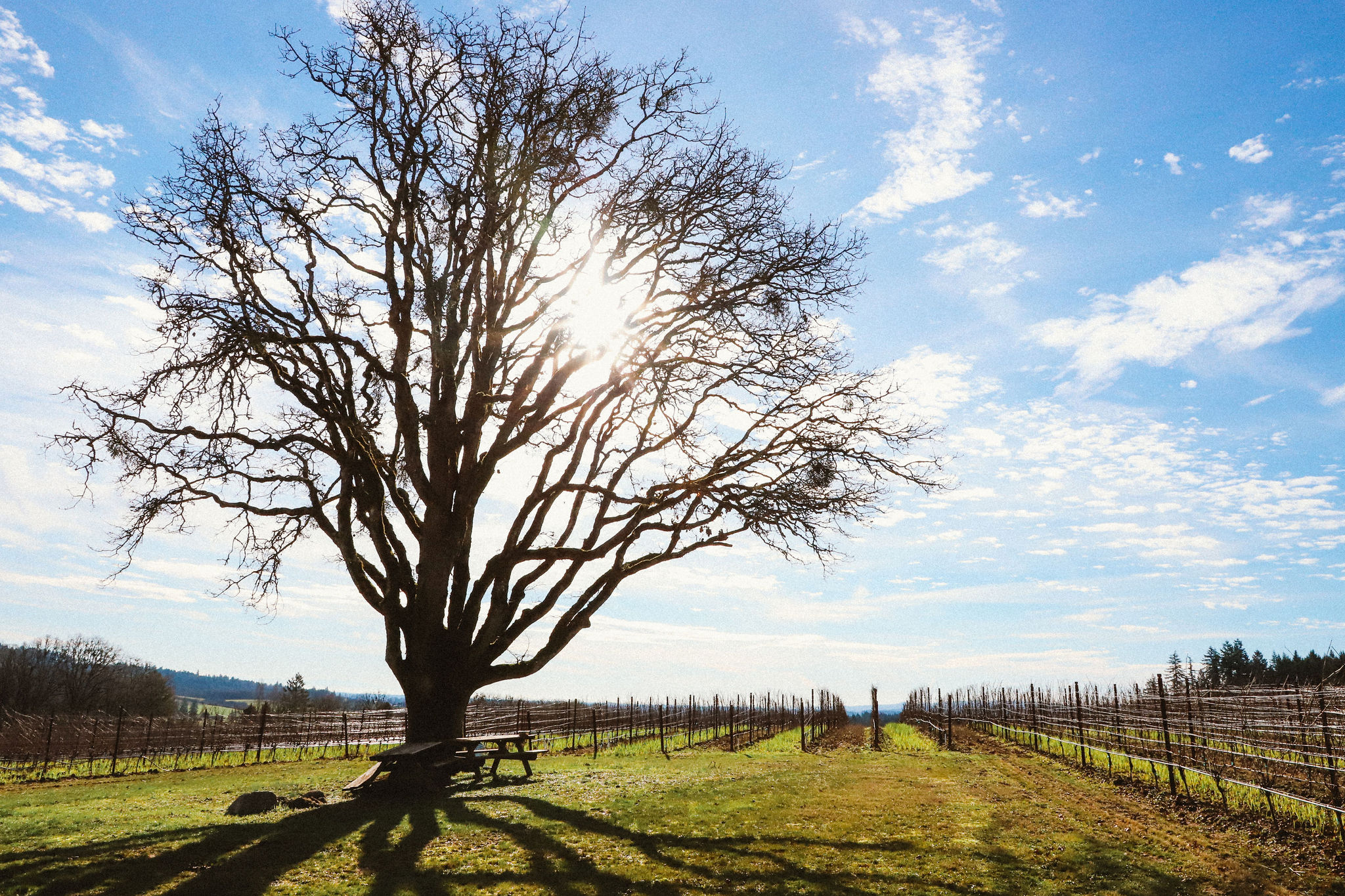 Angela Vineyards