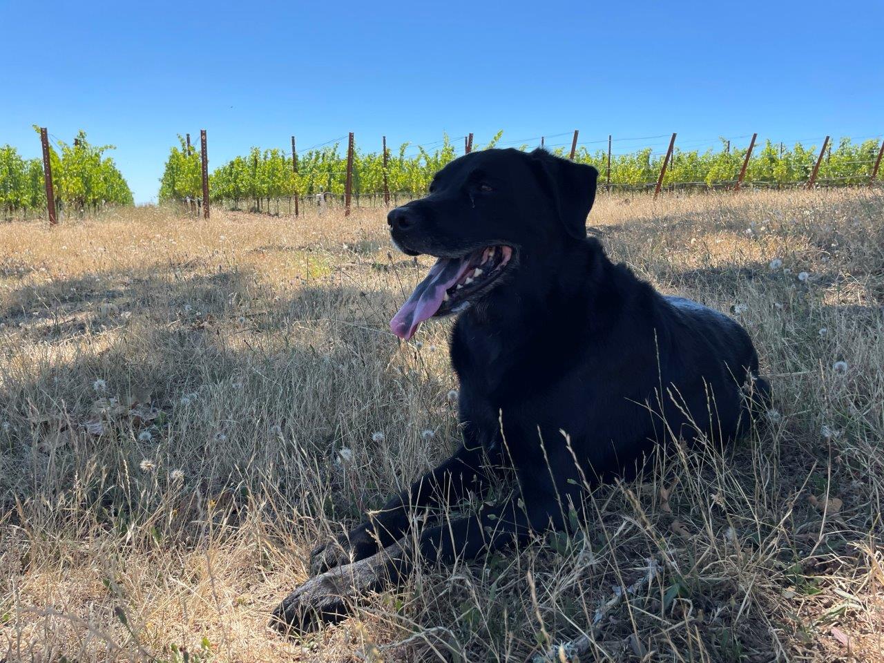 Black Dog Vineyard