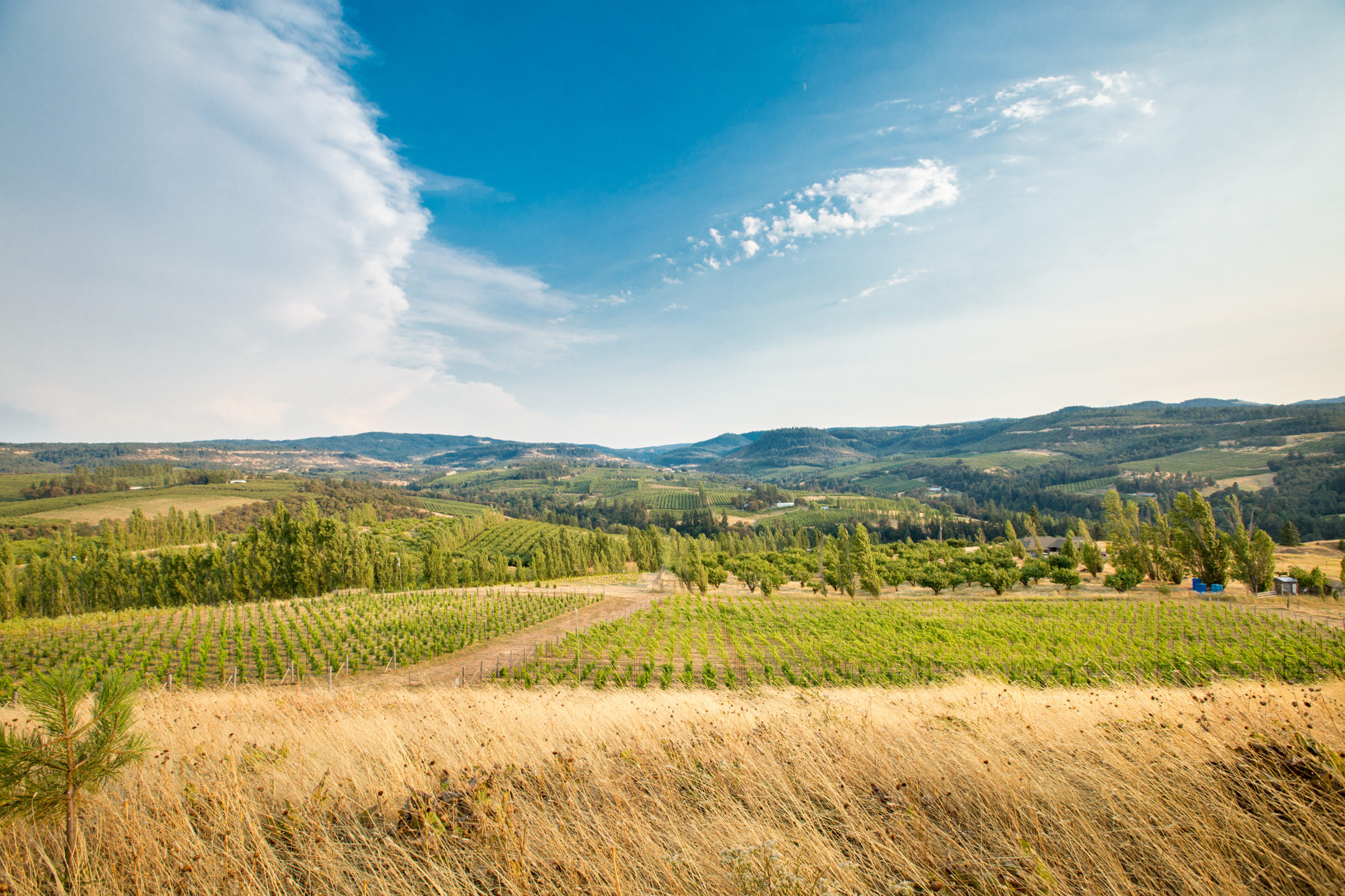 Analemma's Mosier Hills Vineyard overlooking the Mosier Valley