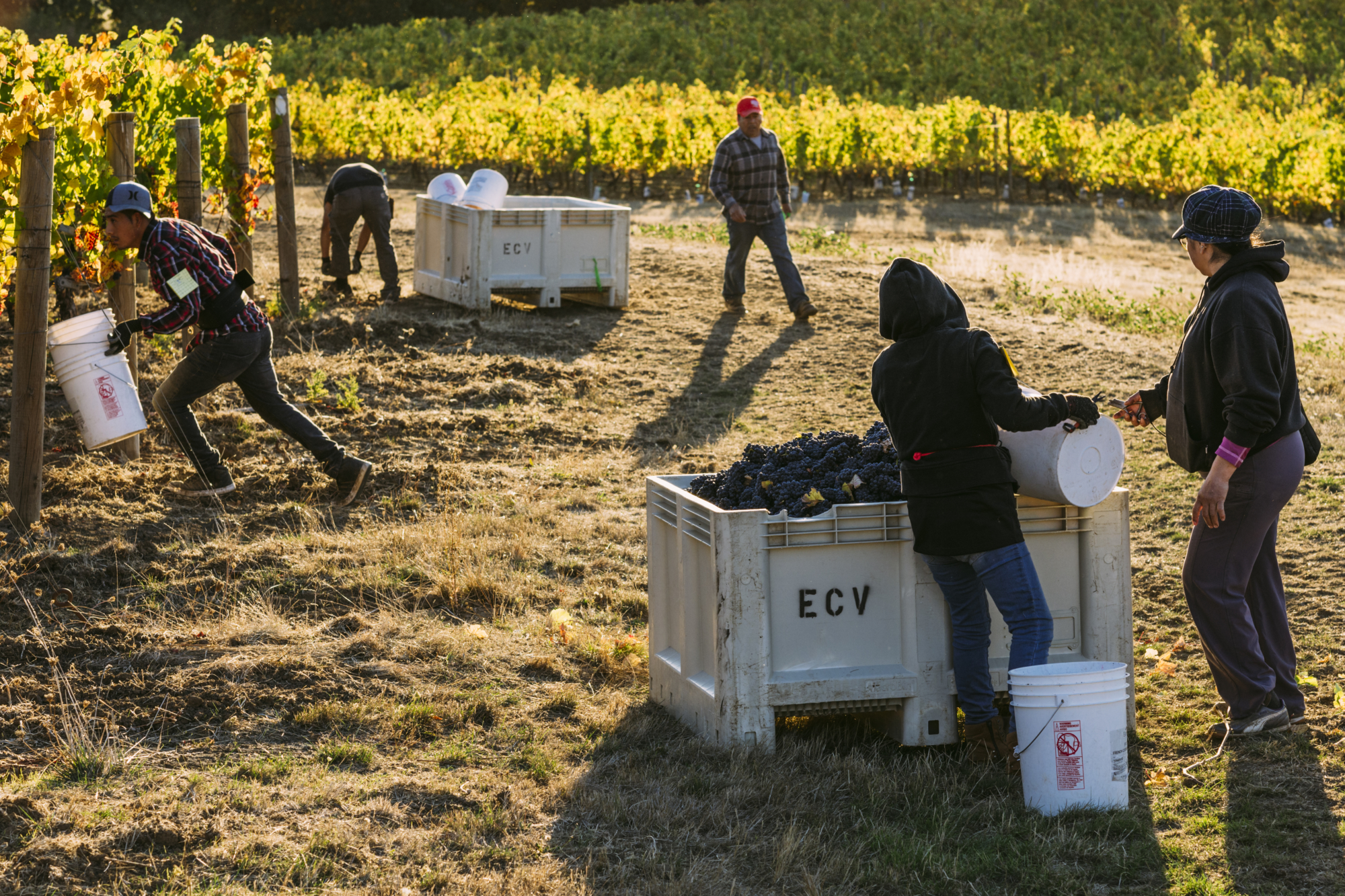 Elk Cove Vineyards harvest