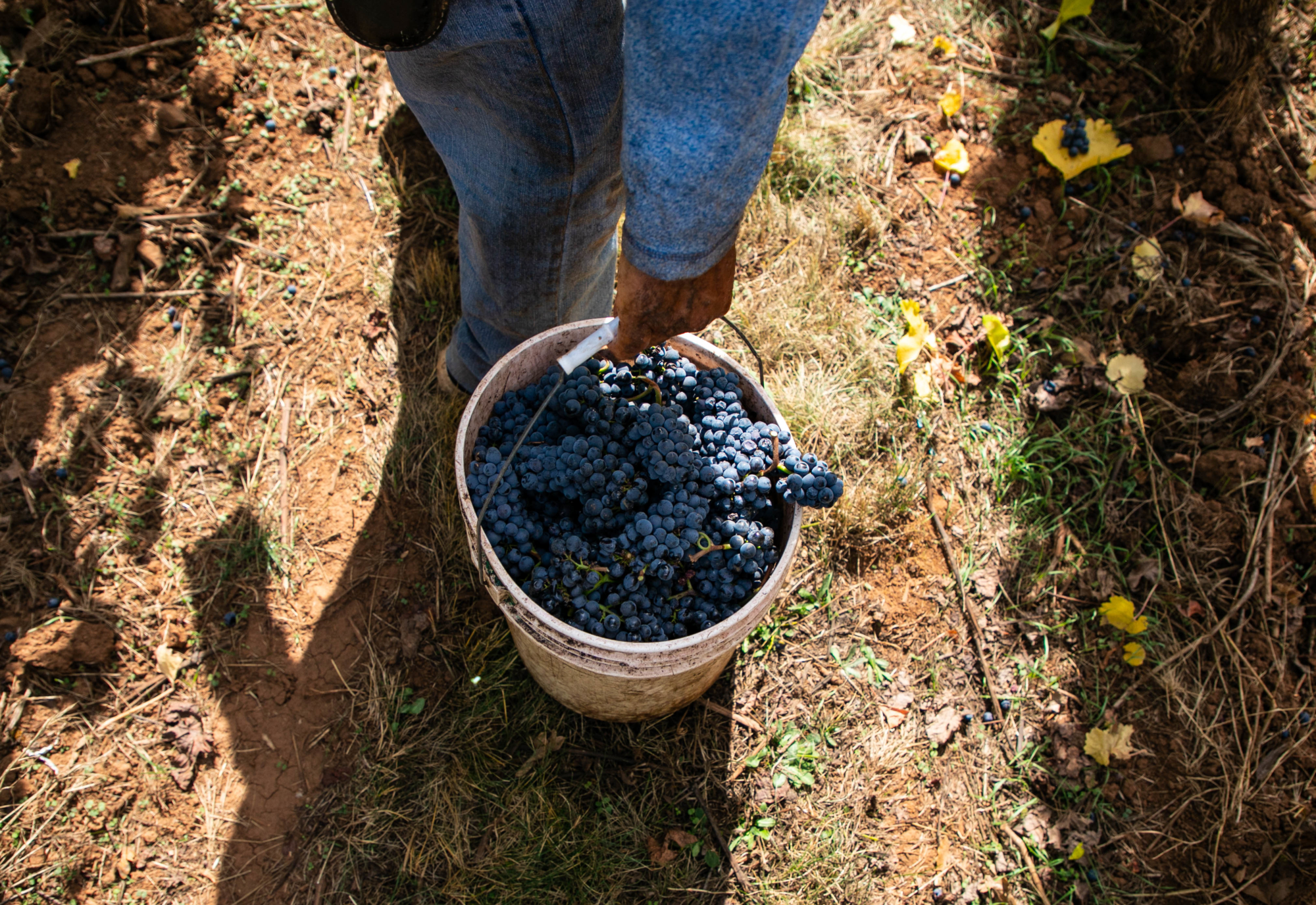 Pinot noir buckets