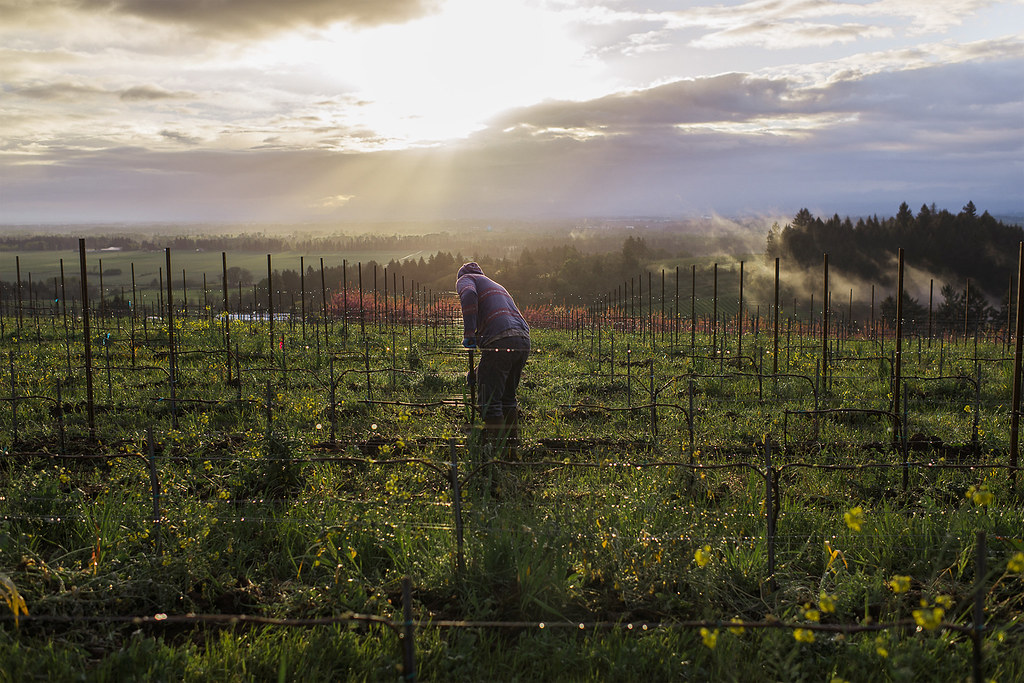 Celebrando a los Administradores de Viñedos de Oregon en Harvest