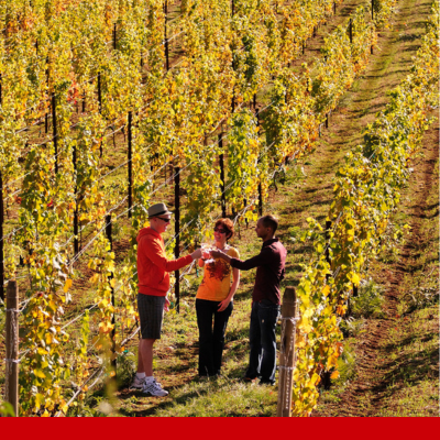 people drinking wine in a vineyard