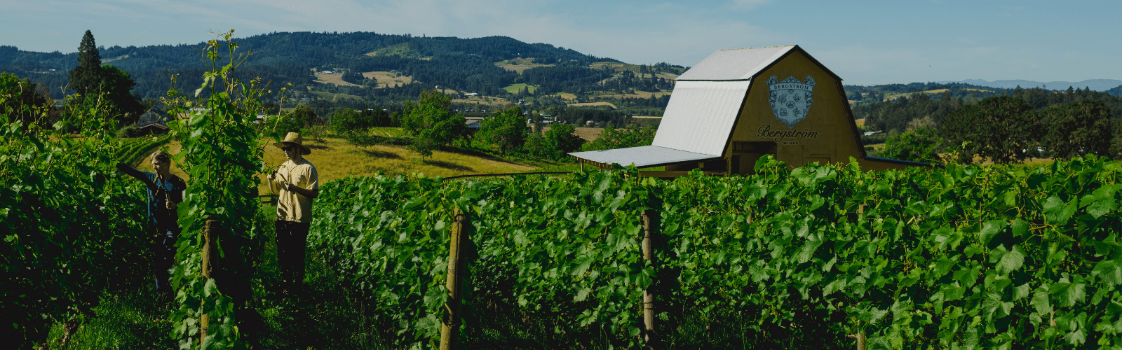 Bergström Wines