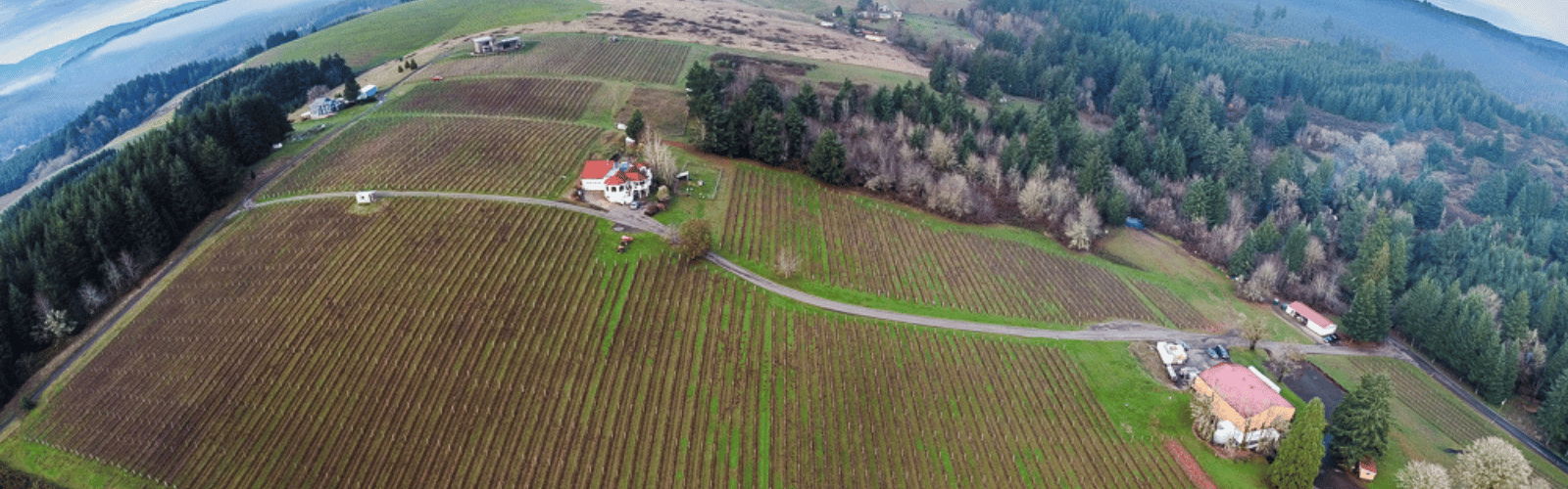 Apolloni Vineyards